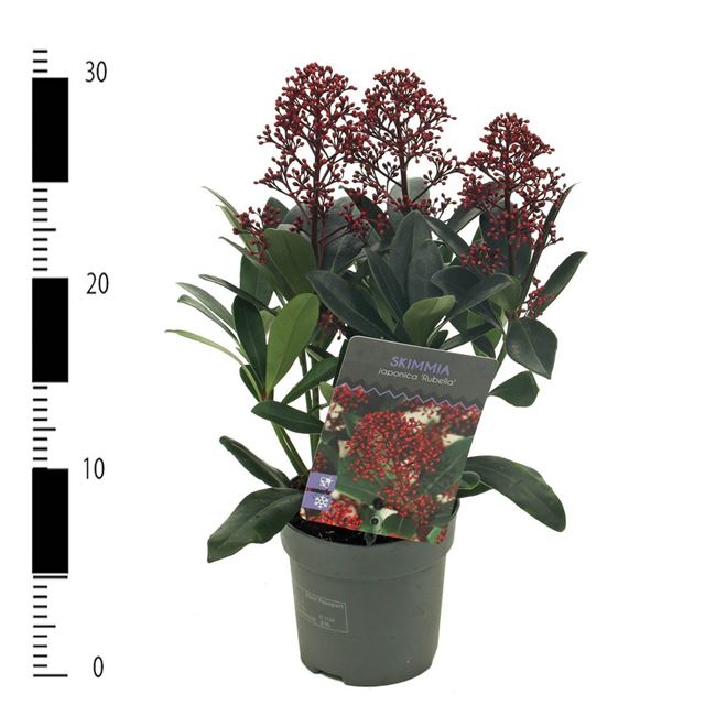 Picture of Skimmia japonica rubella 03/04-fl