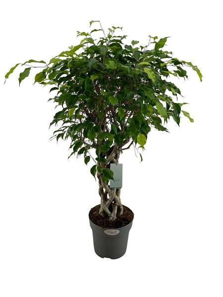 Picture of FICUS BENJAMINA BRAIDED COLUMN STEM