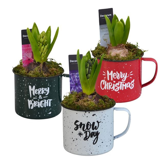 Picture of HYACINTHUS 01BULB ZINC COZINESS MUG
