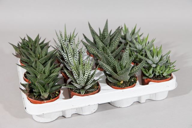 Picture of HAWORTHIA MIX