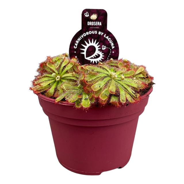 Picture of DROSERA ALICIAE