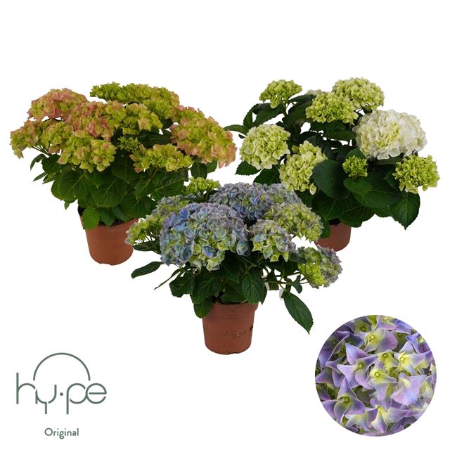 Picture of Hydrangea mophead 07+fl mix