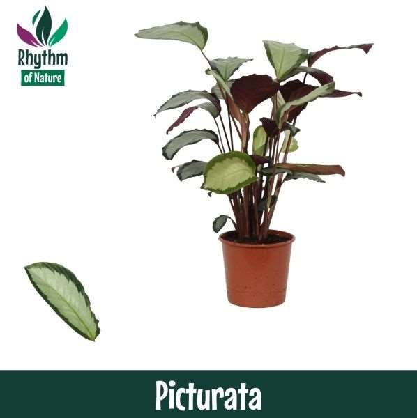 Picture of CALATHEA PICTURATA