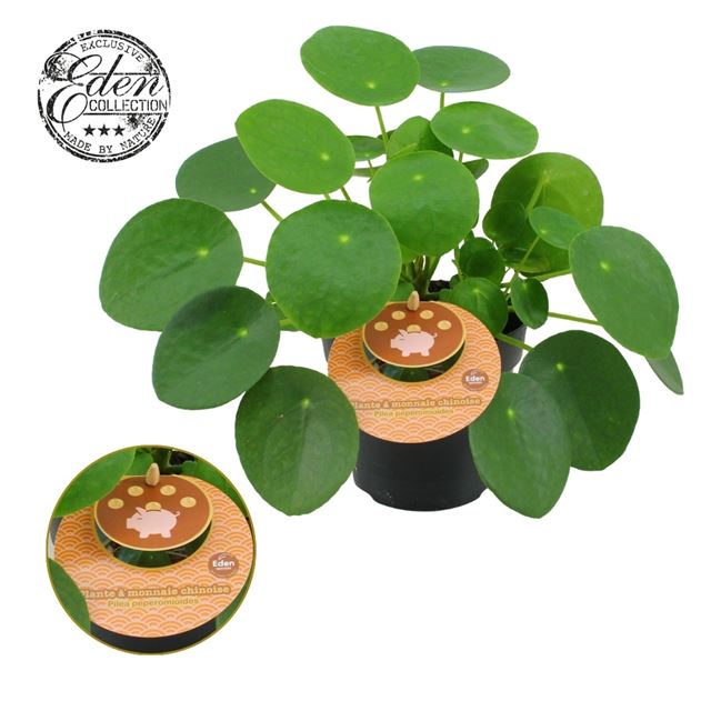 Picture of PILEA PEPEROMIOIDES