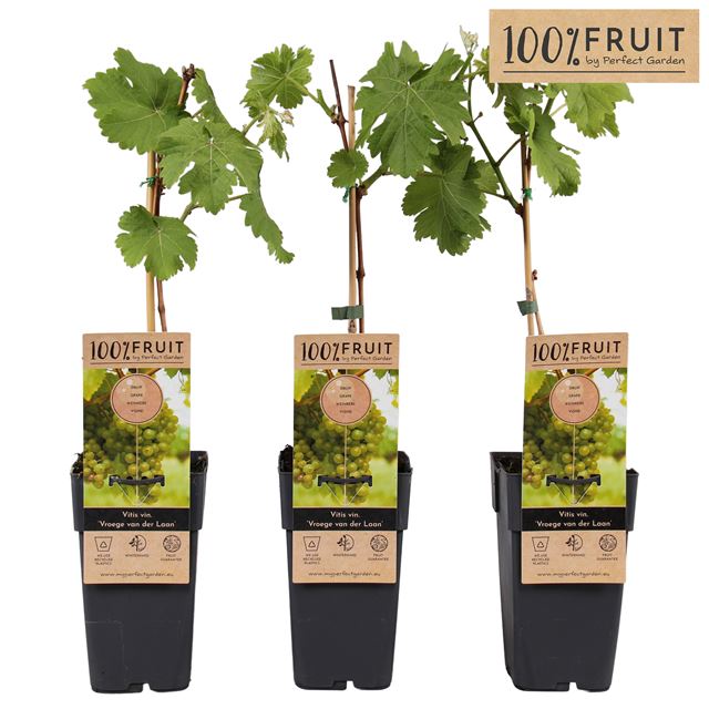 Picture of Vitis vinifera vroege v d laan