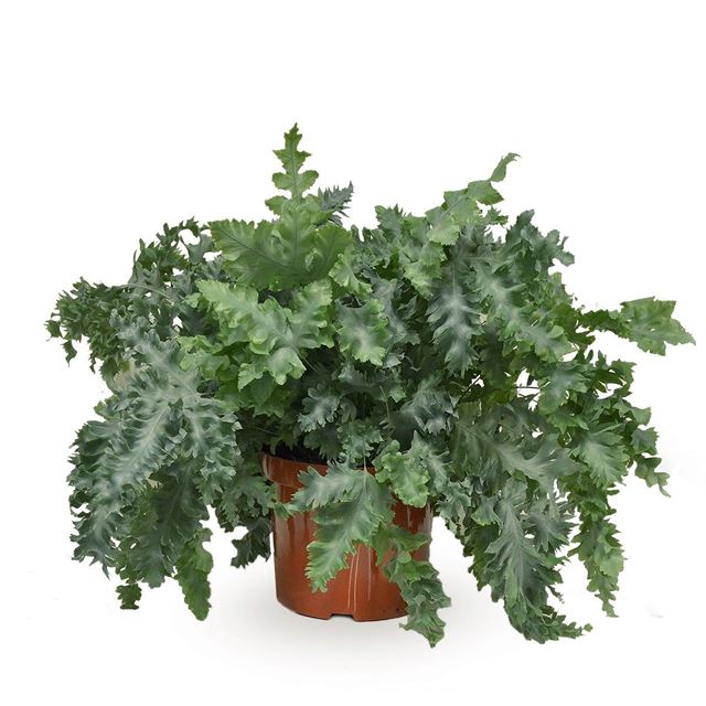 Picture of PHLEBODIUM DAVANA