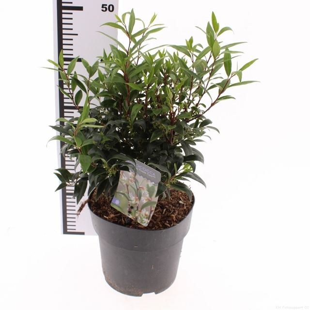 Picture of Sarcococca purple gem