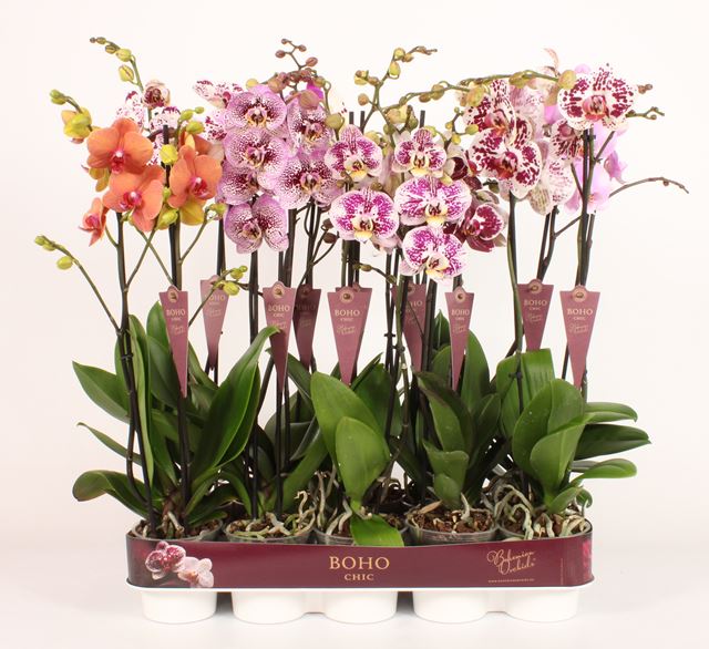 Picture of PHALAENOPSIS 02-STEM SPECIAL TAIWAN MIX