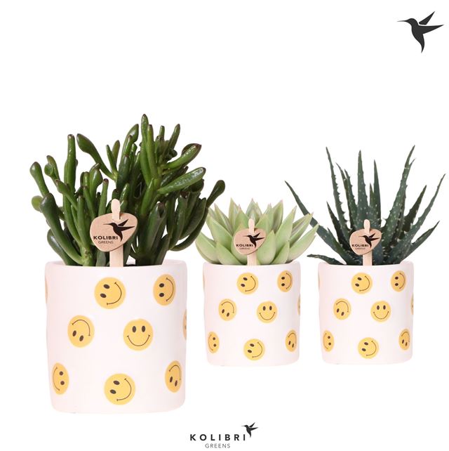 Picture of Succulent mix in ceramic smiley