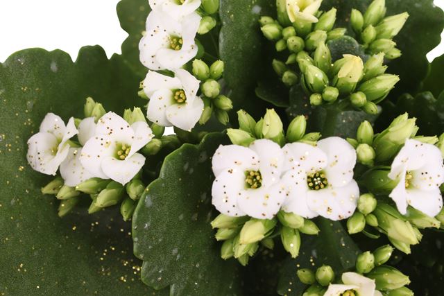 Picture of KALANCHOE BLOSSFELDIANA WHITE + GLITTER