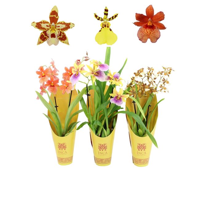 Picture of ORCHID 02-STEM SUNNY GLOW MIX IN CONE