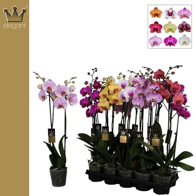 Picture of PHALAENOPSIS 02-STEM MIX