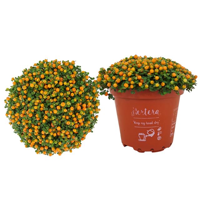 Picture of Nertera granadensis orange
