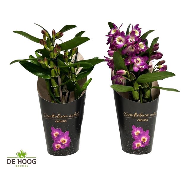 Picture of DENDROBIUM NOBILEE BOUQUET PURPLE RAIN