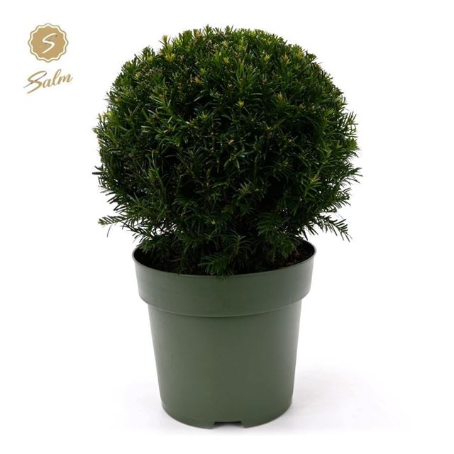 Picture of Taxus baccata ball 038cm