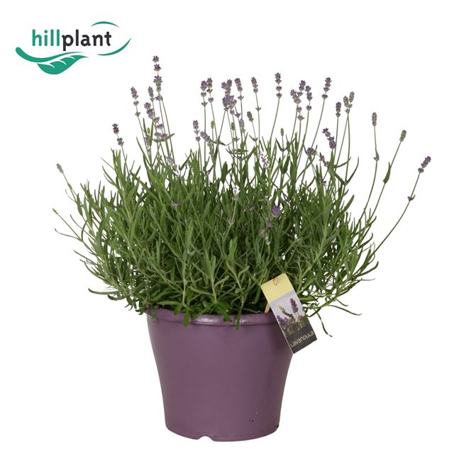 Picture of LAVANDULA ANGUSTIFOLIA ESSENCE PURPLE