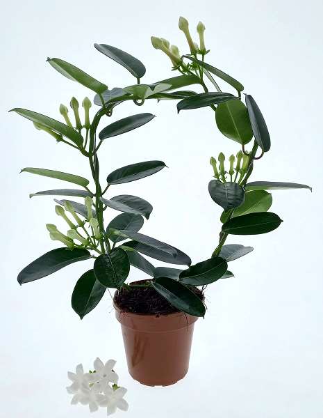 Picture of Stephanotis hoop 03/05-fl