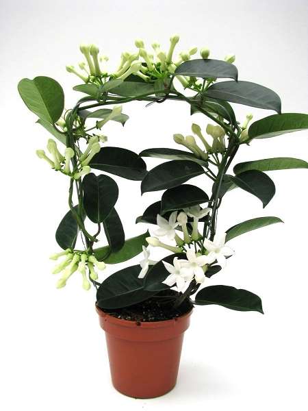 Picture of Stephanotis floribunda hoop 07/08+fl
