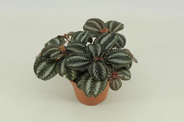 Picture of Pilea involucrata norfolk