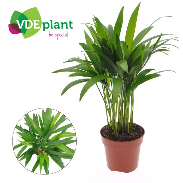 Picture of Dypsis lutescens