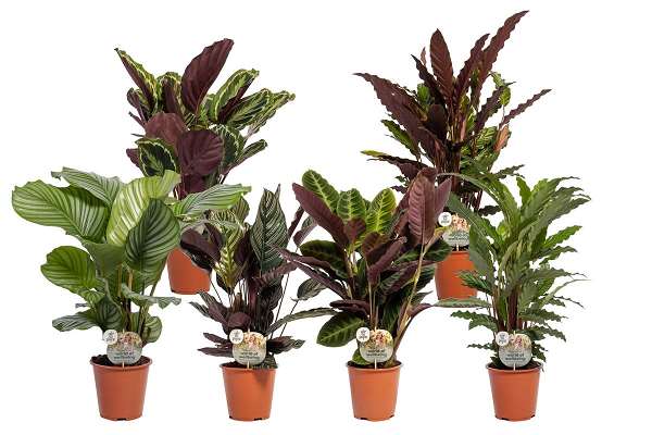 Picture of CALATHEA MIX