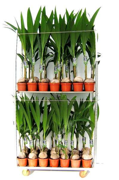 Picture of Cocos nucifera