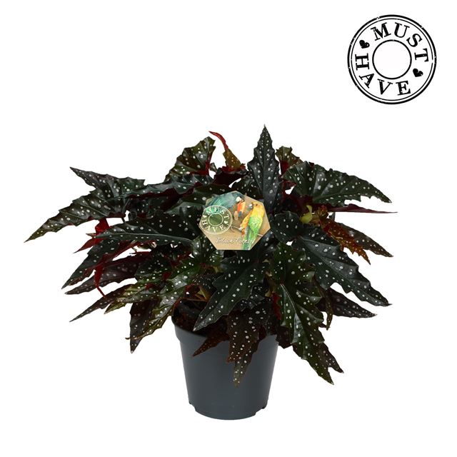 Picture of BEGONIA MACULATA SPOTLIGHT DARK MUST HAVE