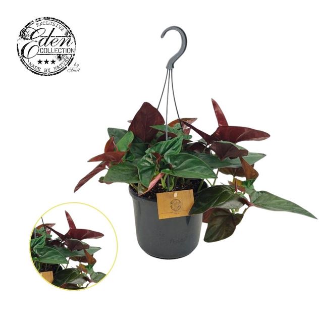 Picture of SYNGONIUM ERYTHROPHYLLUM RED ARROW HANGING