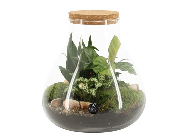 Picture of TERRARIUM