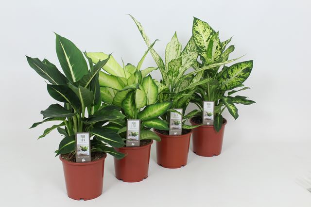 Picture of DIEFFENBACHIA MIX DELUXE