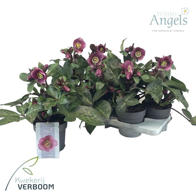 Picture of Helleborus frostkiss charmer