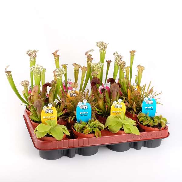 Picture of CARNIVOROUS PLANTS MIX