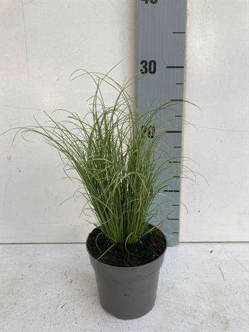 Picture of CAREX COMANS AMAZON MIST