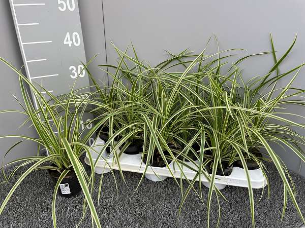 Picture of CAREX MORROWII GOLDBAND