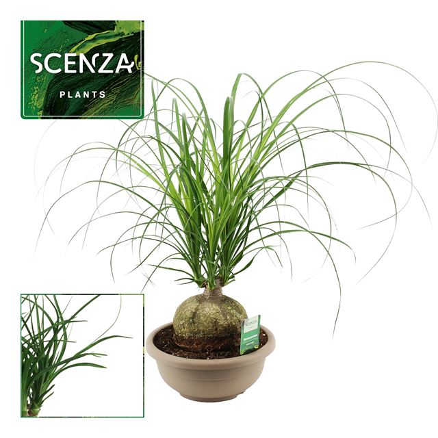 Picture of Beaucarnea ball