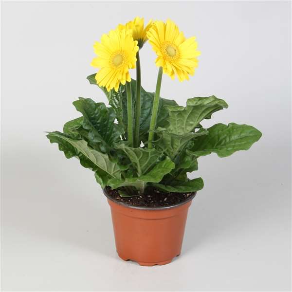 Picture of GERBERA YELLOW