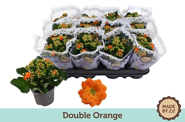 Picture of KALANCHOE DOUBLE ORANGE