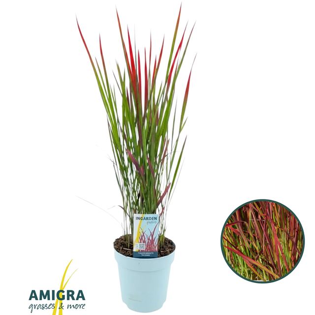 Picture of Imperata cylindrica red baron