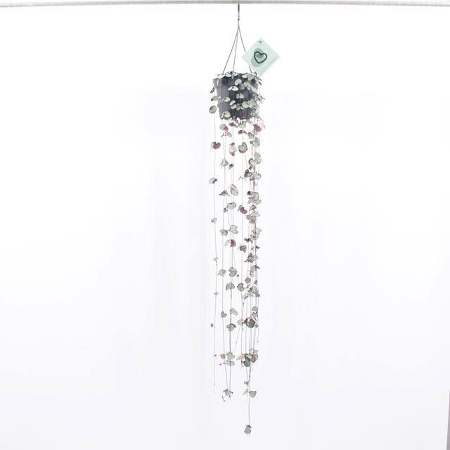 Picture of CEROPEGIA WOODII IN HANGING BASKET