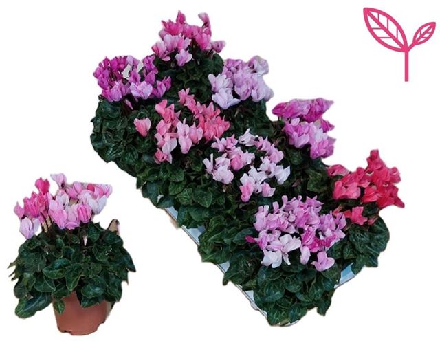 Picture of CYCLAMEN CRAYON MIX