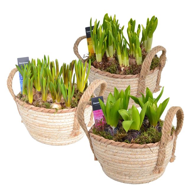 Picture of Bulbs mix wicker basket