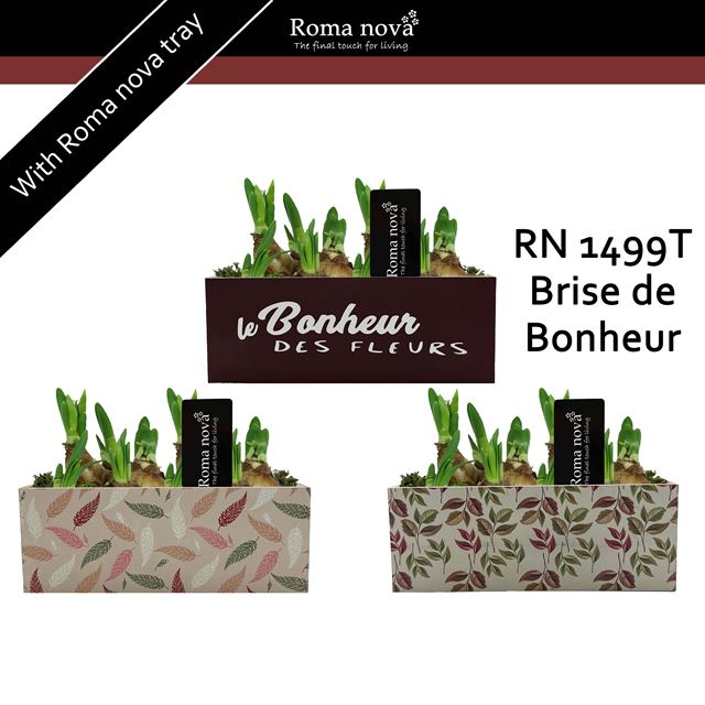 Picture of Narcissus brise de bonheur