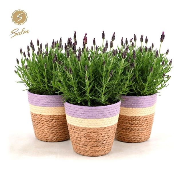 Picture of Lavandula stoechas anouk in basket