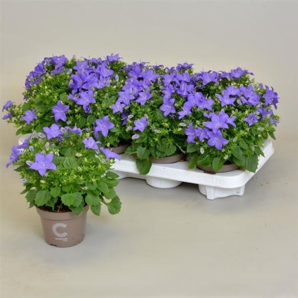 Picture of CAMPANULA ISOPHYLLA BLUE