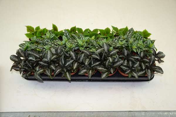 Picture of PILEA MIX