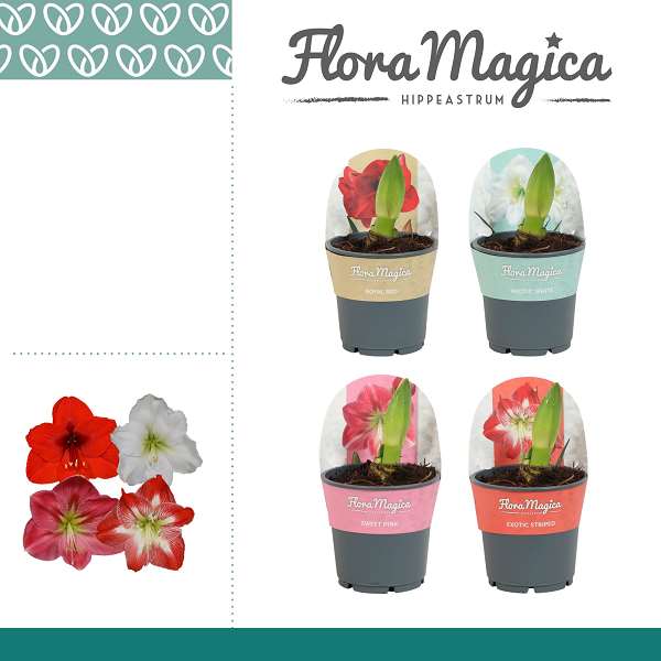 Picture of Hippeastrum (amaryllis) 02-fl mix + cover