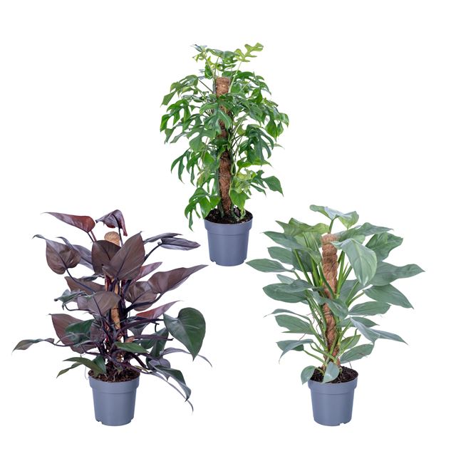 Picture of Philodendron mix