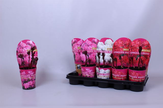 Picture of PAEONIA LONGLIFE MIX POTCOVER