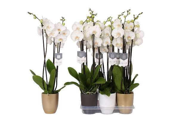 Picture of PHALAENOPSIS 03-STEM WHITE IN CERAMIC POT