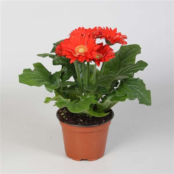 Picture of GERBERA RED
